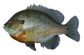Bream Box