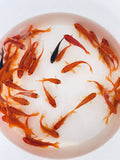 Goldfish