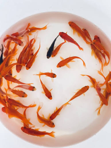 Goldfish