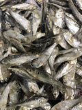 Frozen SHAD