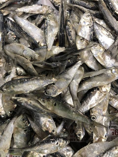Frozen SHAD